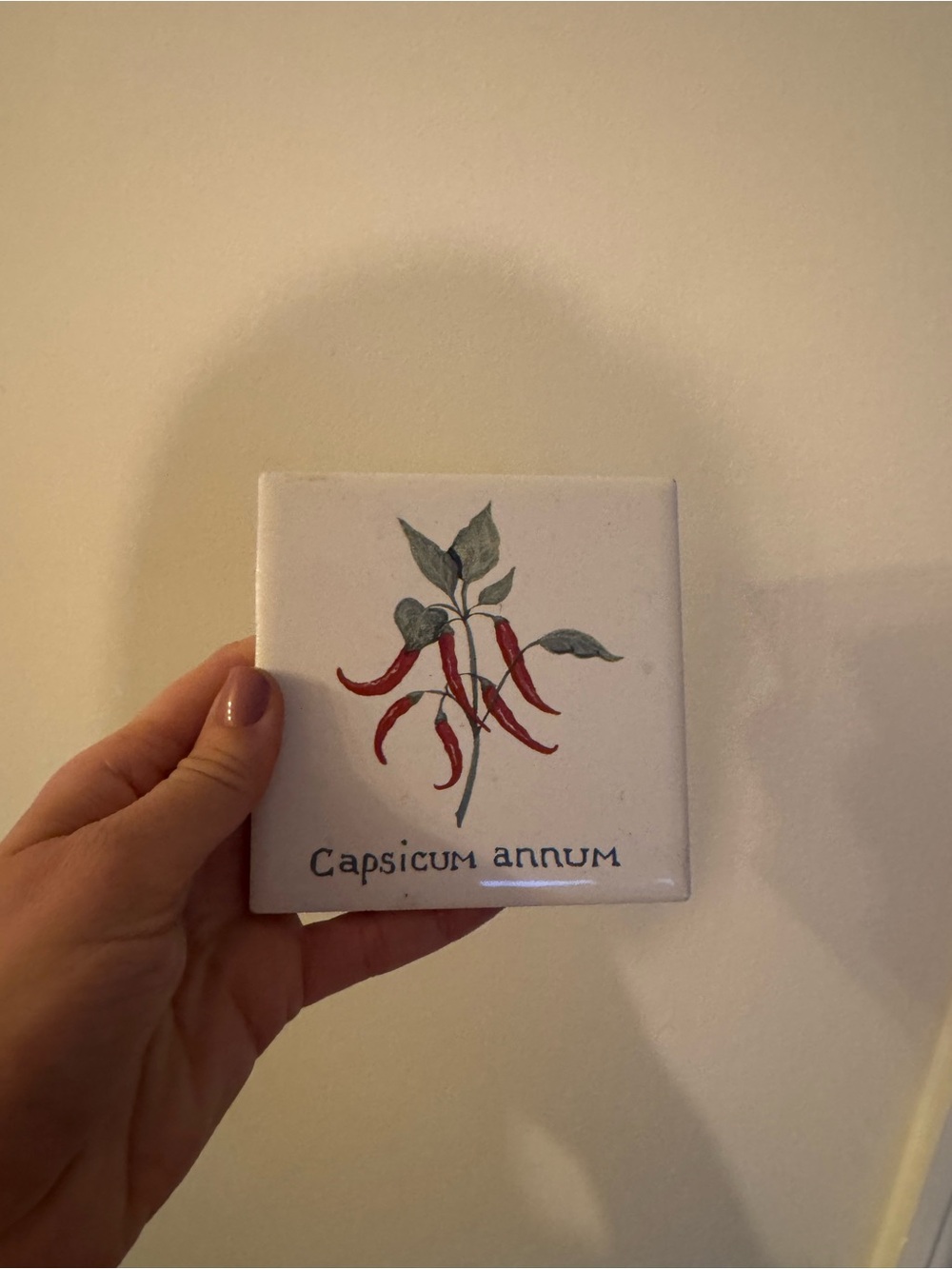 Hand-Painted Botanical Capsicum Annum Ceramic Tile Trivet Coaster
